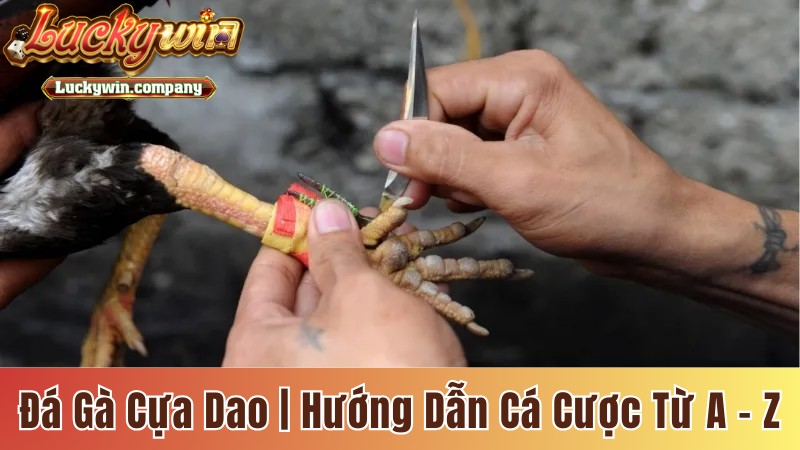 Đá gà cựa dao