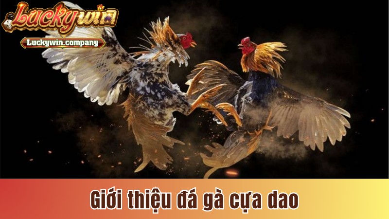 Giới thiệu đá gà cựa dao