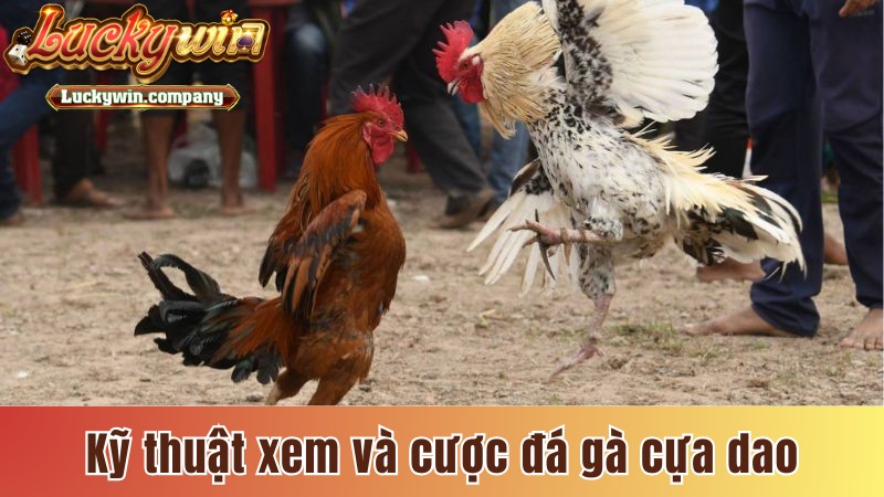 Kỹ thuật xem và cược đá gà cựa dao