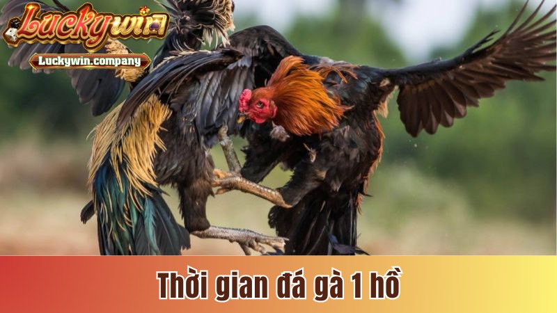 Thời gian đá gà 1 hồ